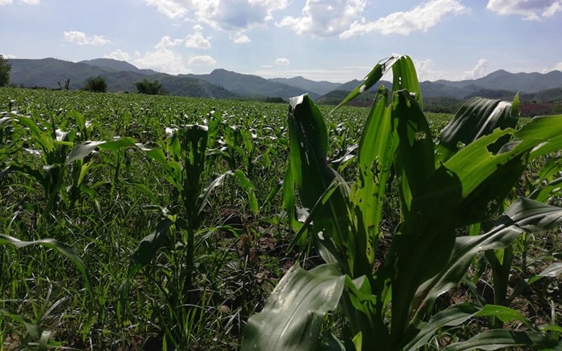 Châu chấu phá hoại hàng ngàn hecta lúa và hoa màu ở bắc Lào